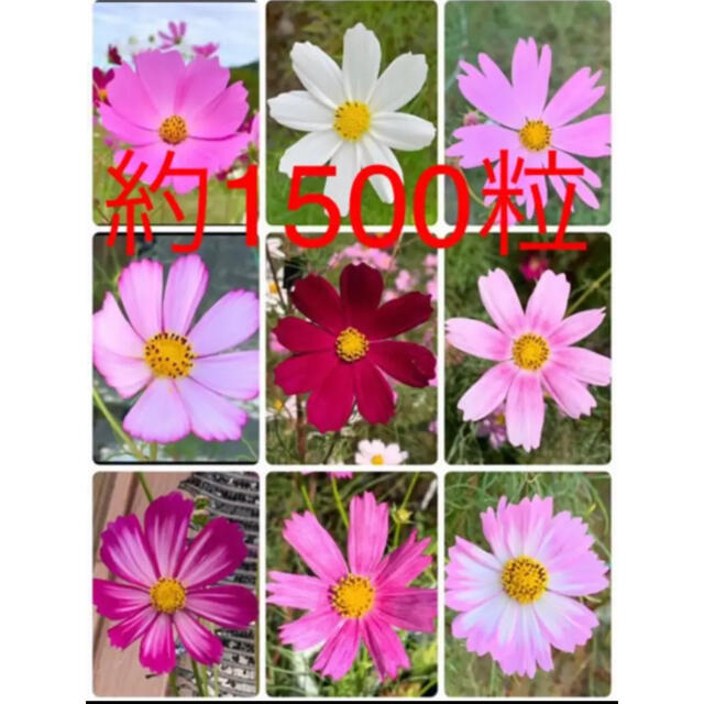 コスモス種 7種類 mix種 約1500粒 令和3年10月収穫 ハンドメイドのフラワー/ガーデン(プランター)の商品写真