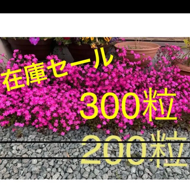 シレネ (ピンクパンサー) 種 300粒 ハンドメイドのフラワー/ガーデン(プランター)の商品写真