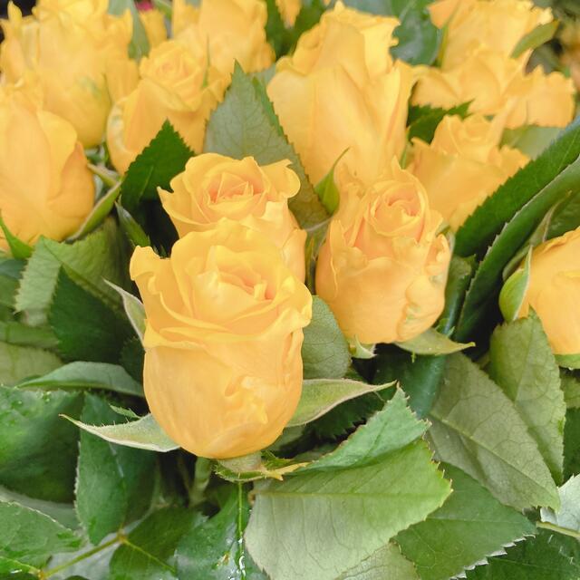バラ　黄色　Mサイズ　20本 ハンドメイドのフラワー/ガーデン(その他)の商品写真