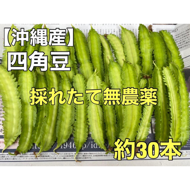 沖縄産　四角豆　うりずん　約30本 食品/飲料/酒の食品(野菜)の商品写真