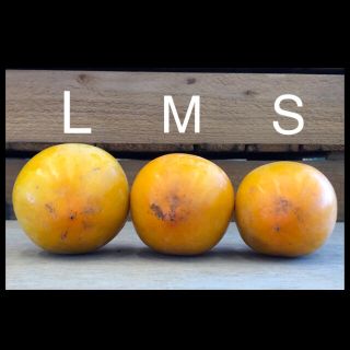 蜂屋柿 渋柿 Lサイズ 21個 干し柿やあんぽ柿にの通販 by まる実's shop ... 蜂屋柿 ◆特大サイズ 大人気商品!◆ 渋柿 干し柿 T字加工済み