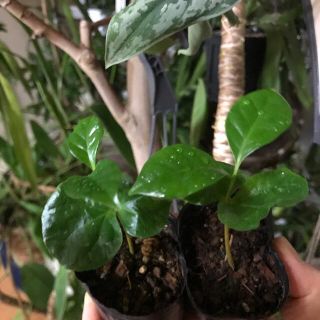 観葉植物コーヒーの木アラビカ苗木2苗セット(ドライフラワー)