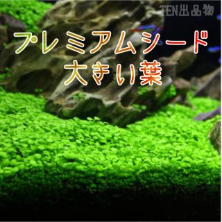 種から育てる水草【大きい葉】おためし5g(アクアリウム)