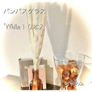 【大人気】パンパスグラス 白10本入 ドライフラワー　送料込み　テールリード(ドライフラワー)