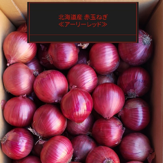北海道産　赤玉ねぎ【アーリーレッド】 Mサイズ　約５キロ 食品/飲料/酒の食品(野菜)の商品写真