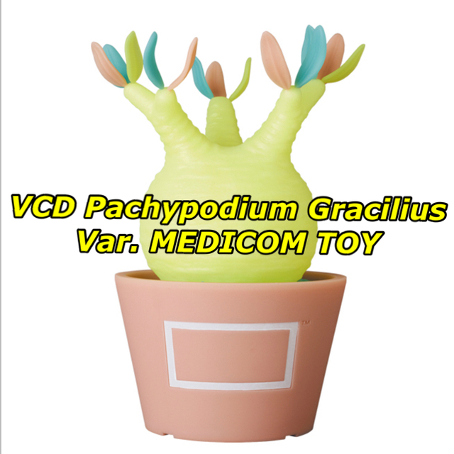 VCD Pachypodium Gracilius MEDICOM TOY