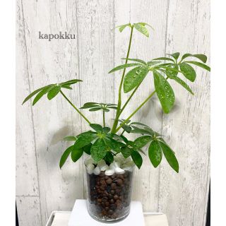 カポック　観葉植物　ハイドロカルチャー(ドライフラワー)