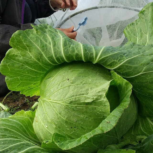 新鮮野菜 10種類の乾燥野菜おまかせMIX 75g×2袋 簡単お手軽超便利 食品/飲料/酒の食品(野菜)の商品写真