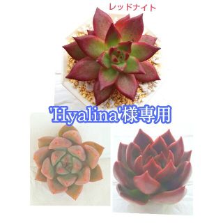 'Hyalina'様専用ページ　エコー・レッドナイト・ローズガーネット計3点♪(プランター)