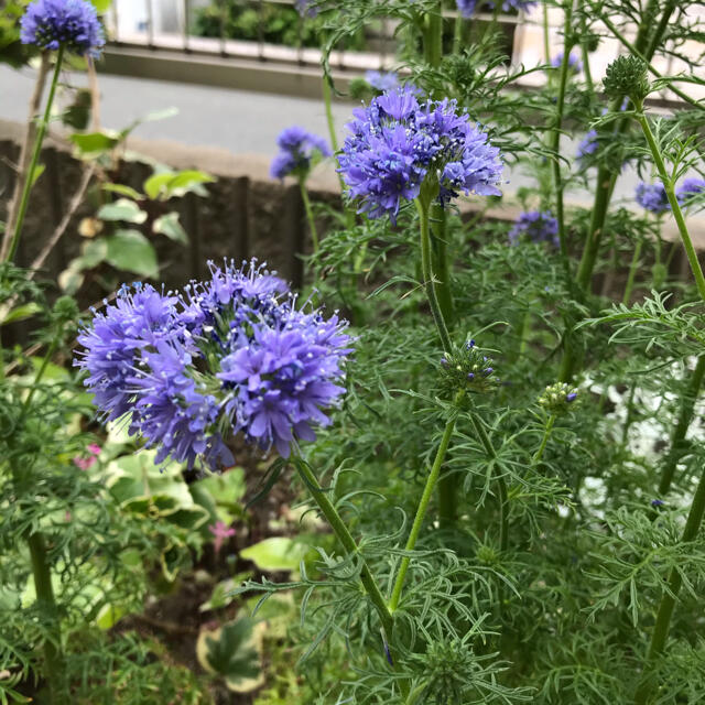 ギリアレプタンサ　花の種100粒➕100粒増量中 ハンドメイドのフラワー/ガーデン(その他)の商品写真