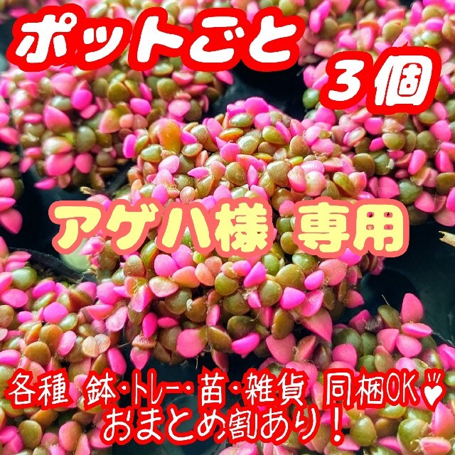 【ポットごと】桜吹雪×3個 多肉植物 アナカンプセロス 紅葉 プレステラ プラ鉢 ハンドメイドのフラワー/ガーデン(その他)の商品写真