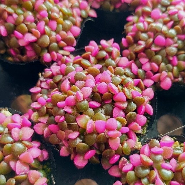 【ポットごと】桜吹雪×3個 多肉植物 アナカンプセロス 紅葉 プレステラ プラ鉢 ハンドメイドのフラワー/ガーデン(その他)の商品写真