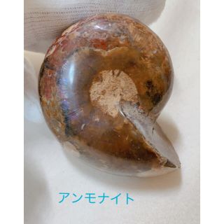 アンモナイト　マダガスカル産　化石　標本　①(その他)