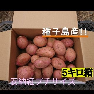 安納紅プチサイズ5㌔箱(野菜)