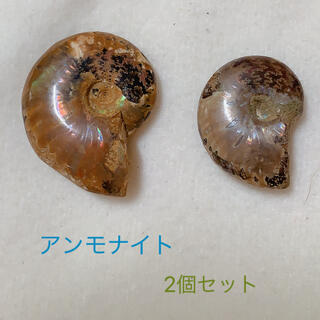 アンモナイト　2個セット　マダガスカル産　化石　標本(その他)
