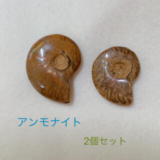 アンモナイト　2個セット　マダガスカル産　化石　標本　④(その他)