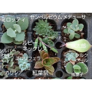 【多肉植物】ミロッティ、センペルビウム、熊童子など〜(その他)