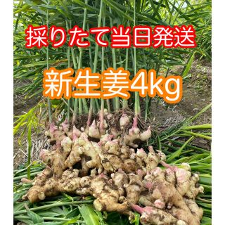 新生姜　4kg   生育中農薬不使用　鹿児島産(野菜)