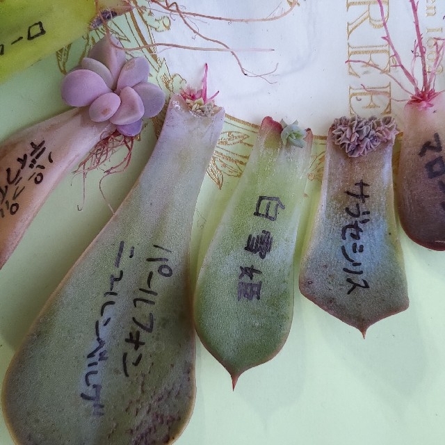 多肉植物◎葉挿しセット　葉ざし　葉さし ハンドメイドのフラワー/ガーデン(その他)の商品写真