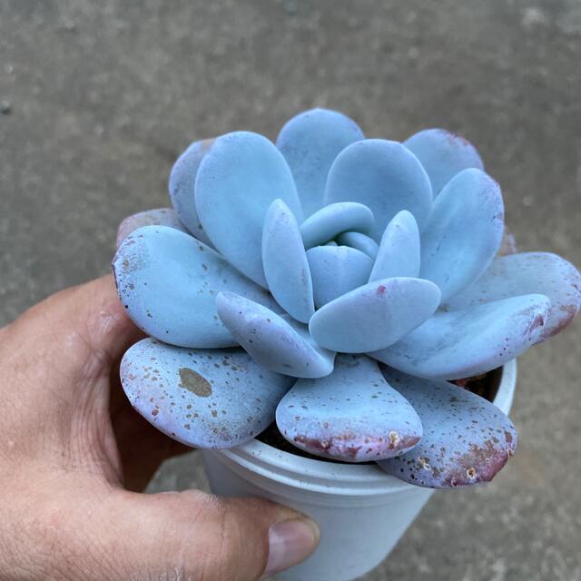 Echeveria 'Vincent Catto' ✖︎ラウイ　多肉植物