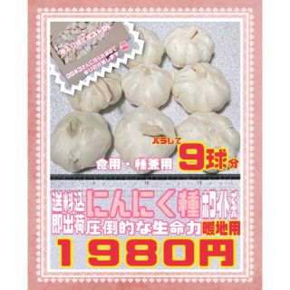 種ニンニク　暖地用ホワイト種　食用兼用　9球をバラシてネコポス送料込　即日出荷(野菜)