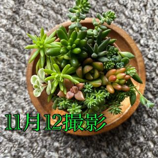 まな様専用　　寄せ植え＋葉挿しセット　まとめ売り(その他)