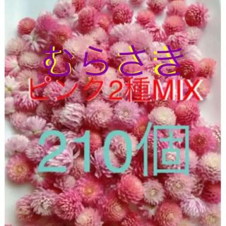 千日紅　ドライフラワー　むらさき　薄ピンク　濃いめピンク　MIX 210個(ドライフラワー)