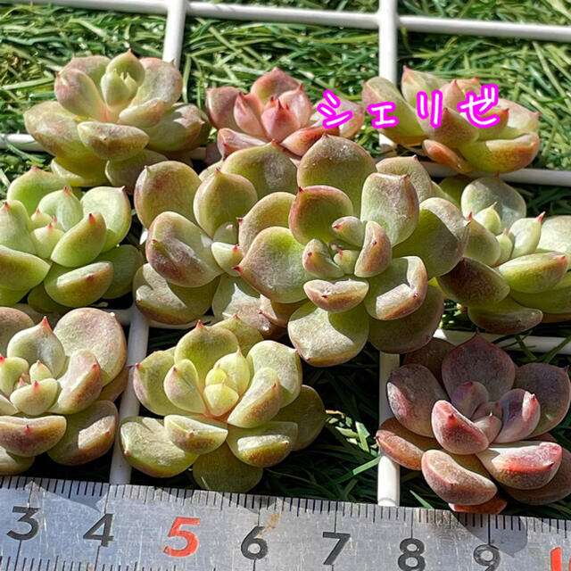 多肉植物 シェリゼ ハンドメイドのフラワー/ガーデン(その他)の商品写真