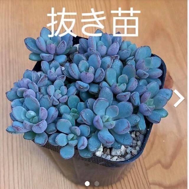 多肉植物 セダム ★パープルドリーム★ 抜き苗 | フリマアプリ ラクマ