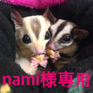 【nami様専用】ハッピーグライダーセット(小動物)