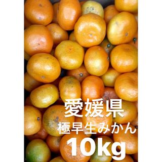愛媛県産　極早生みかん　柑橘　10kg(フルーツ)