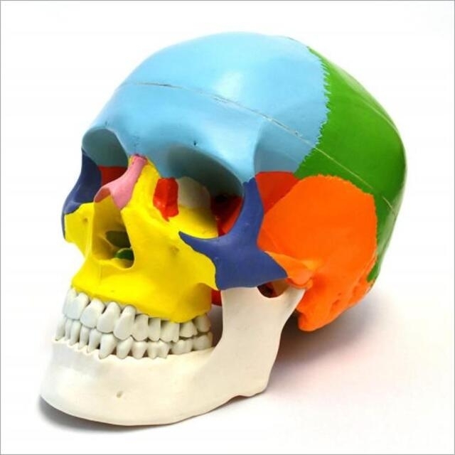 頭蓋骨模型 各部位配色 顎関節可動式 頭蓋冠分解可 歯科 頭蓋骨矯正 ボス固定式