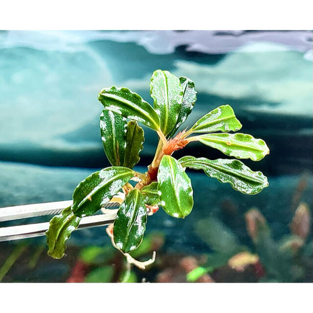 水草 ブセファランドラ sp レッド ミニファントム 8株の通販 by