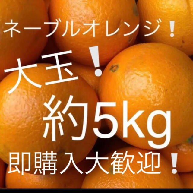 ネーブルオレンジ　大玉　約5kg 食品/飲料/酒の食品(フルーツ)の商品写真