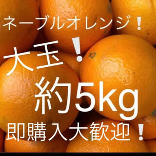 ネーブルオレンジ　大玉　約5kg(フルーツ)