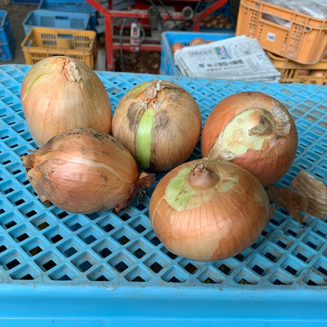 北海道産　玉ねぎ　訳あり品　10kg 食品/飲料/酒の食品(野菜)の商品写真