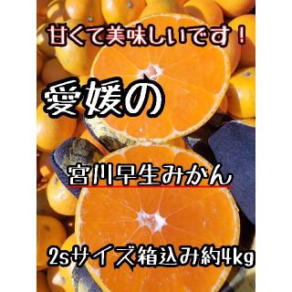 愛媛県産　宮川早生みかん　箱込み約4kg　柑橘　ミカン(フルーツ)