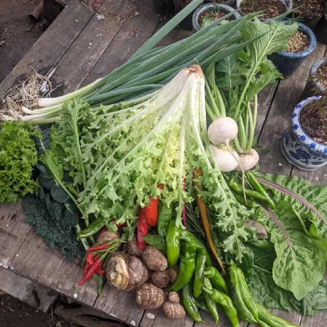 無農薬野菜セット　fickle beat 食品/飲料/酒の食品(野菜)の商品写真