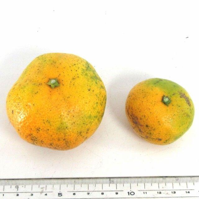 みかん 10kg🍊ご家庭用 訳あり 不選別 湯河原みかん 10キロ. 食品/飲料/酒の食品(フルーツ)の商品写真