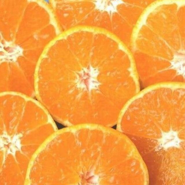 みかん 10kg🍊ご家庭用 訳あり 不選別 湯河原みかん 10キロ. 食品/飲料/酒の食品(フルーツ)の商品写真