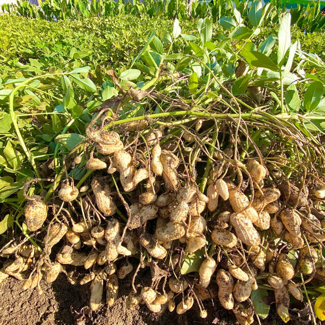 92%以上節約 落花生 おおまさり 茹で落花生用 1kg