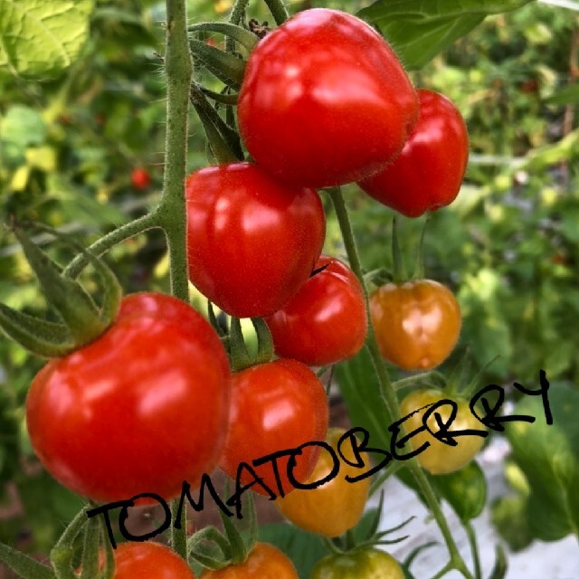 トマトベリー3kg 食品/飲料/酒の食品(野菜)の商品写真