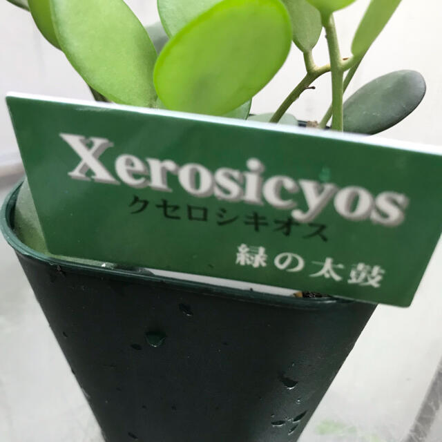 グリーンドラム  / Xerosicyos danguyi  ミドリノタイコ ハンドメイドのフラワー/ガーデン(プランター)の商品写真