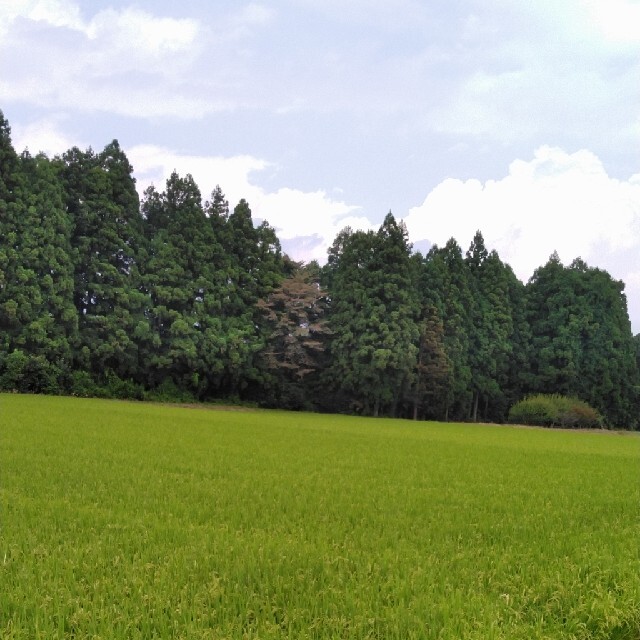 人気新品 令和3年産栃木県特一等米コシヒカリ玄米30キロ無農薬にて、作り上げたお米です。 米/穀物