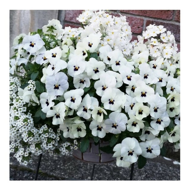 育て方付き❀モコモコ広がる可愛いアリッサムホワイトの種 ハンドメイドのフラワー/ガーデン(その他)の商品写真