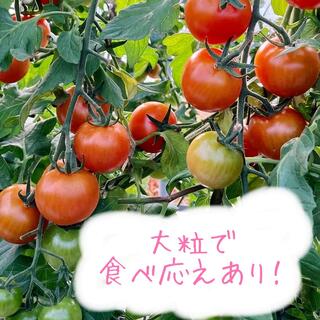 大きめミニトマト(800グラム)青森県産プチトマト(野菜)