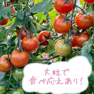 大きめミニトマト(800グラム)青森県産プチトマト(野菜)