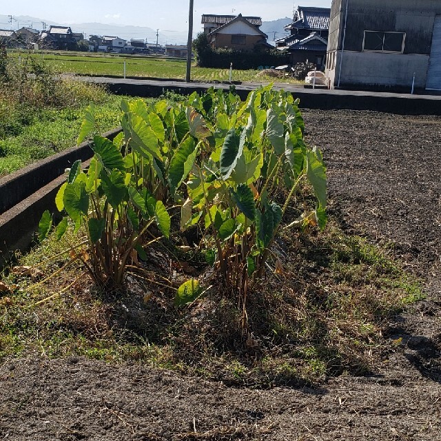 無農薬野菜セット香川県産、コンパクトBOXいっぱい 食品/飲料/酒の食品(野菜)の商品写真