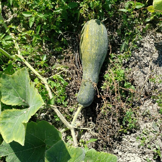 無農薬野菜セット香川県産、コンパクトBOXいっぱい 食品/飲料/酒の食品(野菜)の商品写真