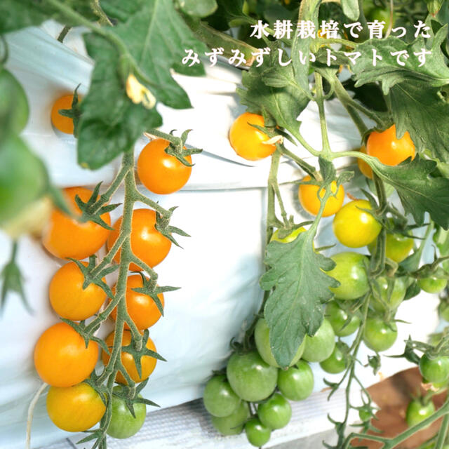 カラートマト 2kg  イエローミミ 採れたて直送☘️ 青森県産 お子様にも◎ 食品/飲料/酒の食品(野菜)の商品写真